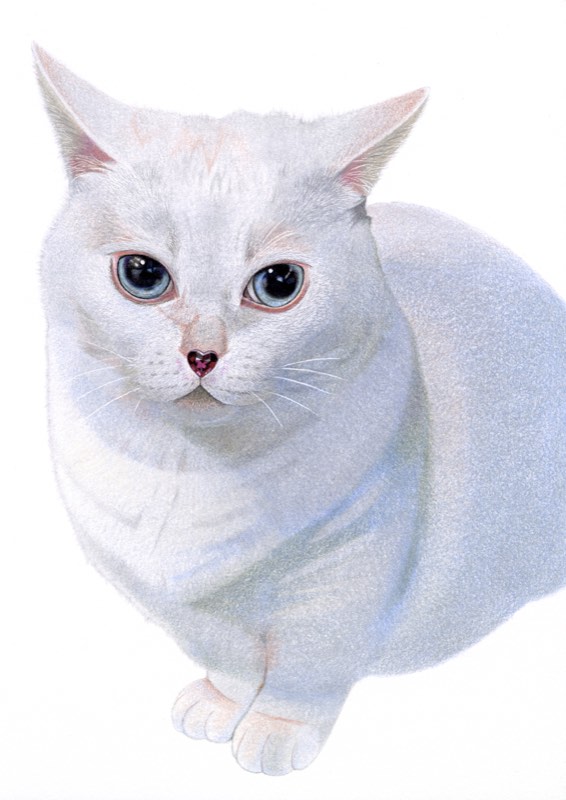 ネコを描いた色鉛筆作品