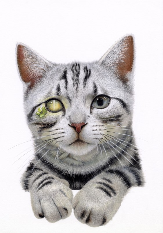 ネコ×キャッツアイ・クリソベリルを描いた色鉛筆作品