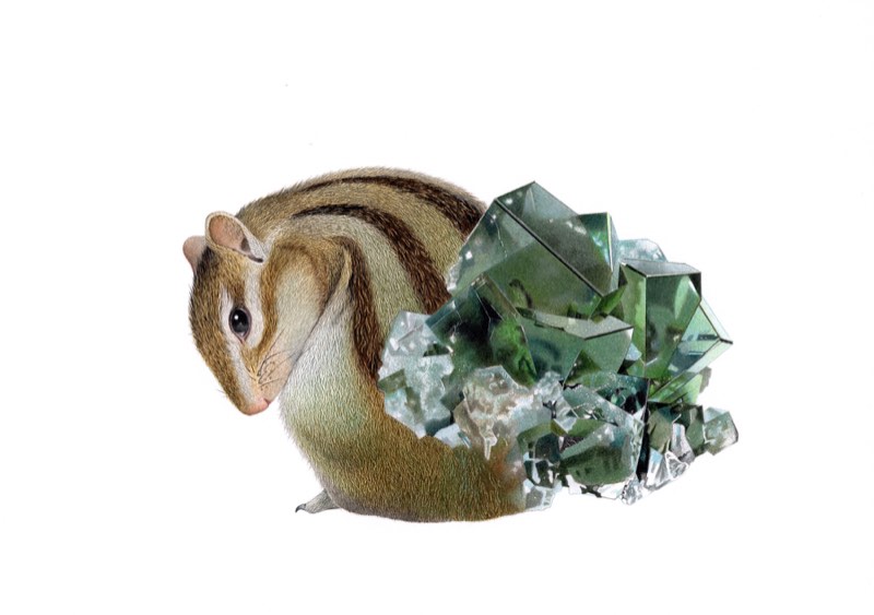 シマリス×フローライトを描いた色鉛筆作品