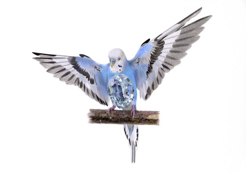 セキセイインコ×パライバトルマリンを描いた色鉛筆作品