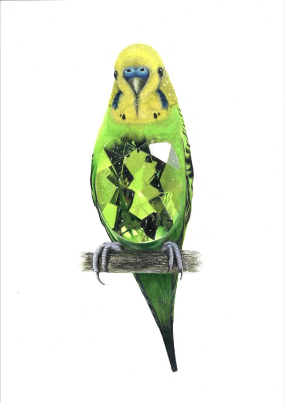 セキセイインコ×ペリドットを描いた色鉛筆作品