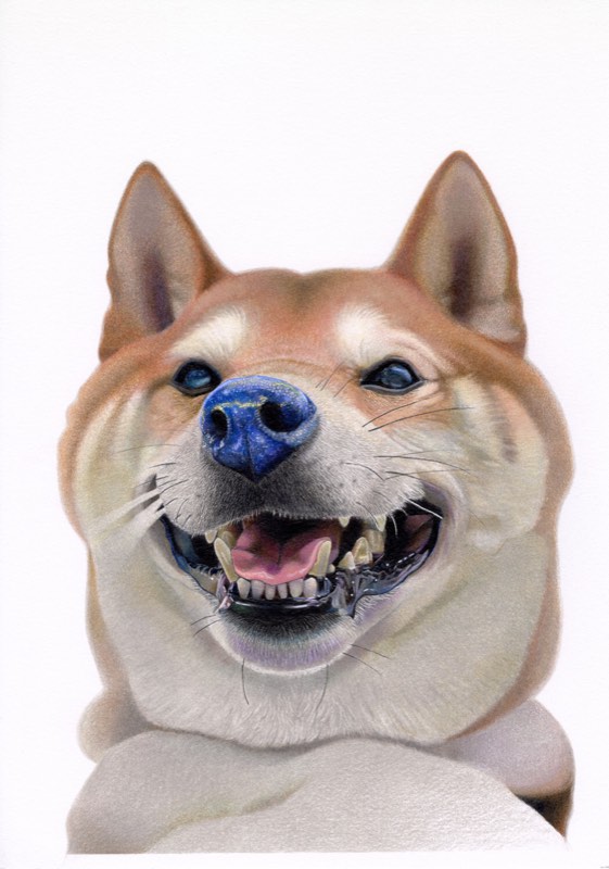 マメシバ×ラピスラズリを描いた色鉛筆作品